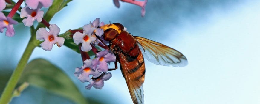 bee sting